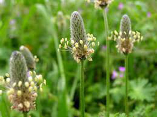 Yara Otu Türleri ve Özellikleri